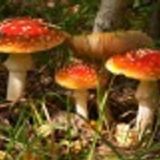 Молодая запорожская пара отравилась грибами, собранными на Хортице