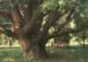 Кто спасёт хортицкий дуб?  В Запорожье погибает легендарный 700-летний дуб