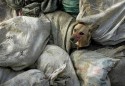 30 тысяч бродячих собак заполонили улицы Запорожья