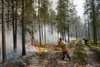 За один вчерашний день в области огнем уничтожено 34 га леса и посадок