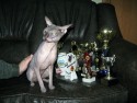 Запорожский кот стал чемпионом мира!