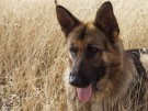 В Запорожье бездомный пес нашел себе необычного друга (Видео)