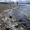 Несколько сот килограмм мёртвой рыбы выбросило на побережье Азовского моря