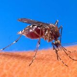Комары в Запорожье переносят опасные заболевания!