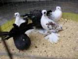 Выставка голубей и декоративных птиц