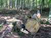 Только в декабре в Запорожской области под топор пошло 180 сосен