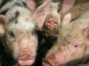 В Запорожье все больше свиней