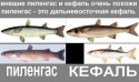 Из Азовского моря исчезает рыба!