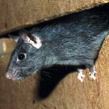 В Запорожской многоэтажке жильцов атакуют крысы