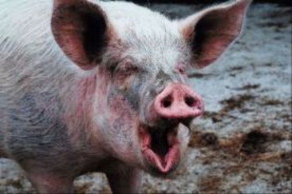 Тернопольского фермера загрызла свинья