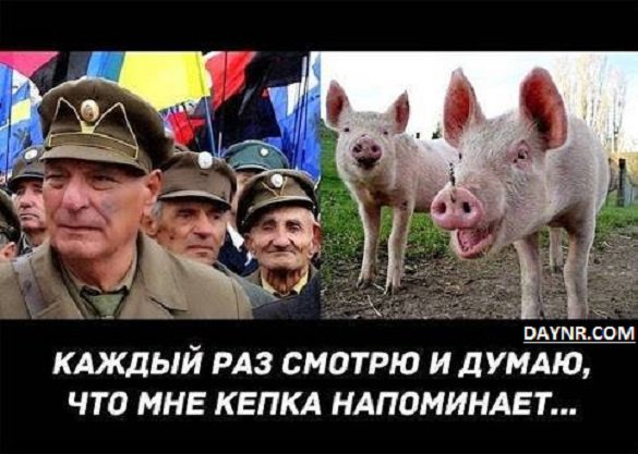 Владимир Рогов в рубрике ЗаНоЗа - Свиньи не должны быть у власти - ВИДЕО