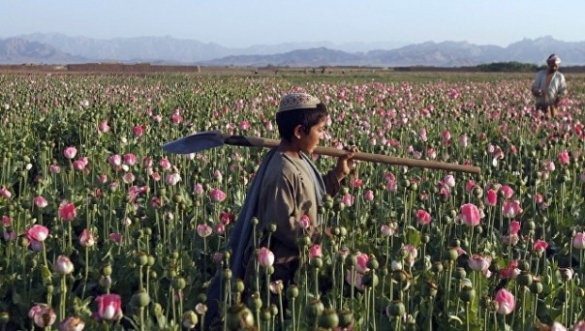 Посевные площади опиумного мака в Афганистане достигли рекордных размеров
