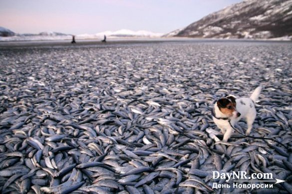 Российские санкции не помешали Норвегии побить рекорд по экспорту рыбы