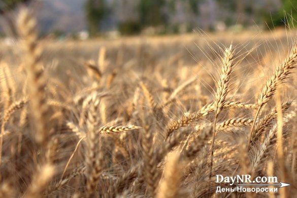 Украина за 5 дней исчерпала годовые квоты на экспорт пшеницы и кукурузы в ЕС
