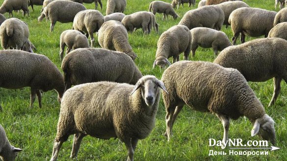 Базе ПРО США в Румынии угрожает стадо овец