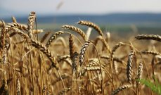 Россия в 2017 году собрала рекордные 134 млн тонн зерна