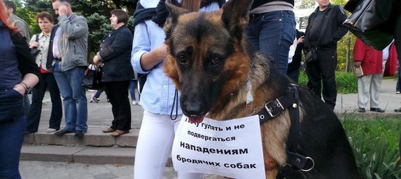 В Николаеве разъяренные любители бродячих собак устроили погром в мэрии
