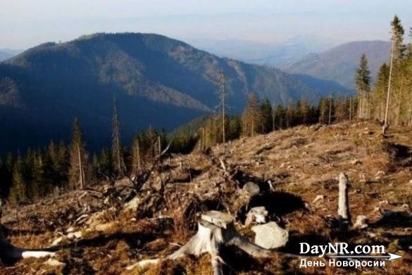 Лысая Украина: чем грозит исчезновение лесов в Карпатах